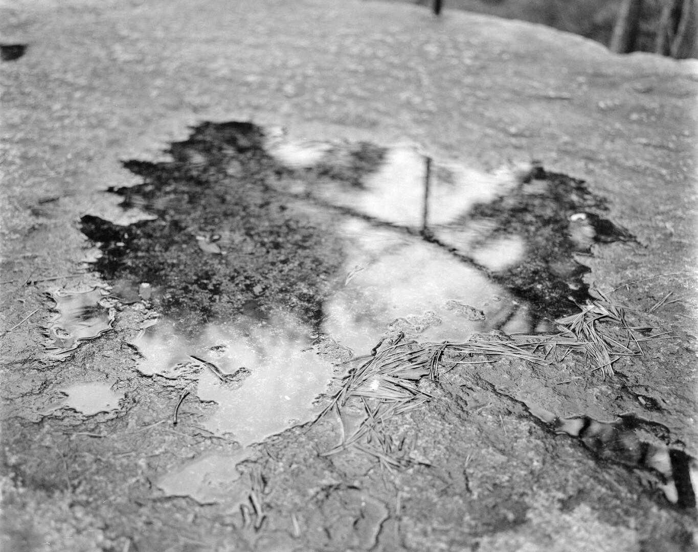 #00601 - 2025/03 - Fuji Neopan 400 - Tachikawa - Showa Kinen Koen