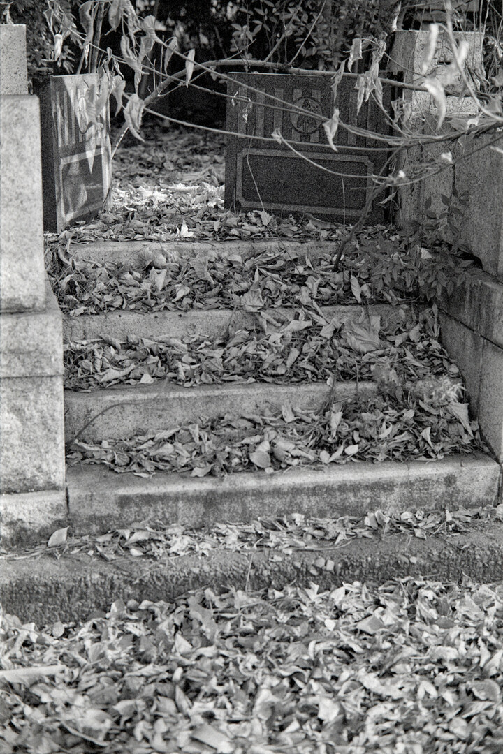 #00606 - 2025/01 - Fuji Neopan 400 - Tama Reien