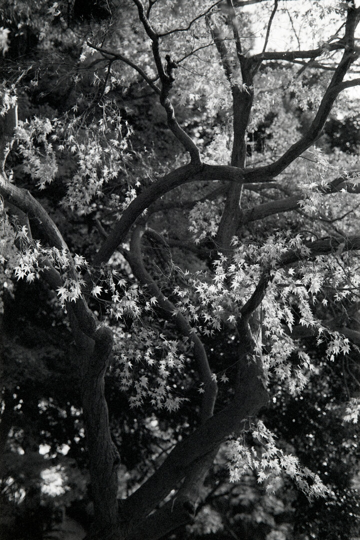 #00610 - 2025/01 - Fuji Neopan 400 - Tama Reien