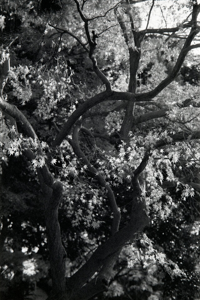 #00610 - 2025/01 - Fuji Neopan 400 - Tama Reien