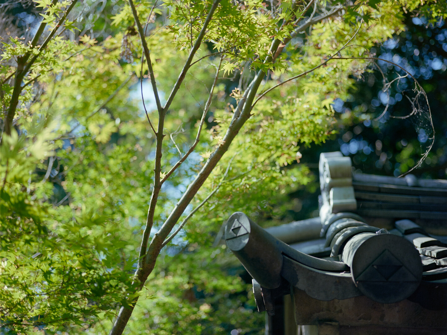 #00747 - 2025/06 - Kodak Ektar 100 - Kamakura