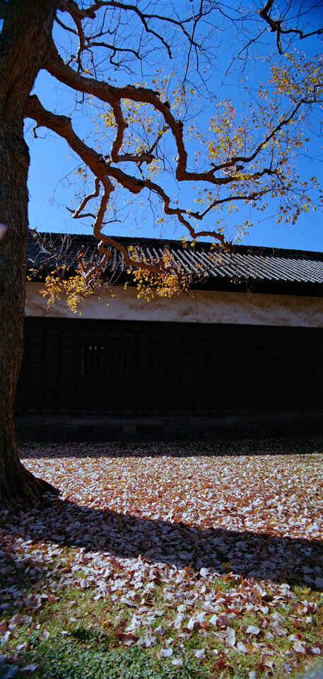 #00810 - 2025/12 - Kodak Ultramax 400 Anamorphic - Kokyogaien